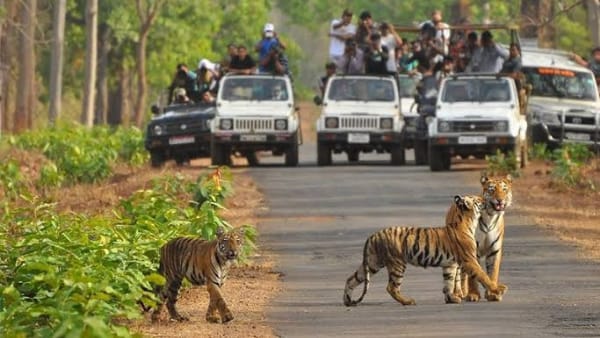 बाघिनों के प्रति बढ़ता आकर्षण