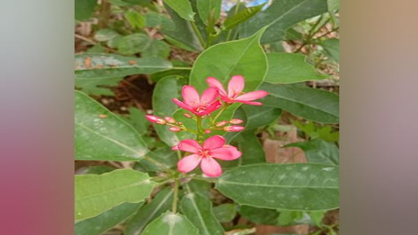 जेट्रोफा के बीज में जहरीला पदार्थ पाया जाता है