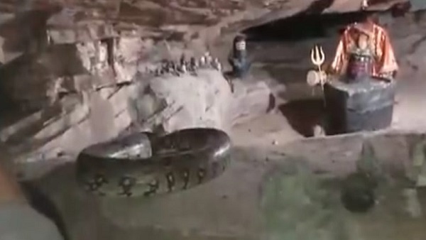 एनाकोंडा सांप से भी ज्यादा लंबे, पिलर से भी मोटे 'अजगर दादा'