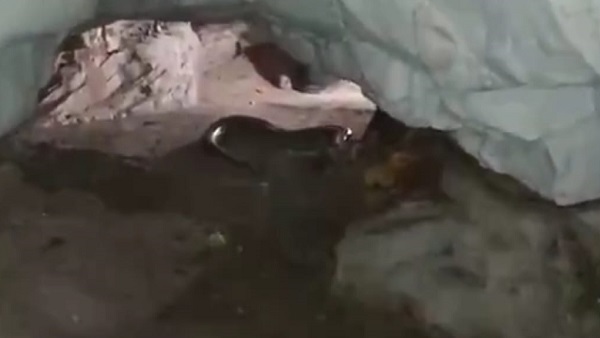  नवरात्र व त्योहारों पर एकबार जरुर बाहर निकलते हैं