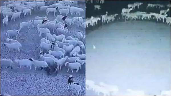 चीन में भेड़ों के गोल-गोल घूमने का रहस्य चीन में भेड़ों के गोल-गोल घूमने का रहस्य
