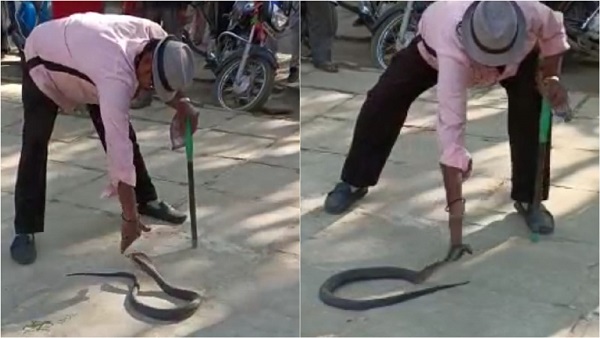 ब्लैक कोबरा फनफनाया तो स्नेक कैचर ने चपत लगा दी