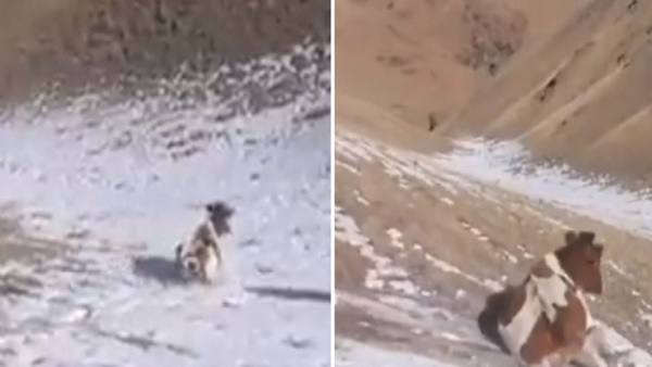 वीडियो वायरल