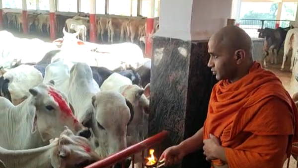 100 सालों से गायों का दूध नहीं निकाला गया 100 सालों से गायों का दूध नहीं निकाला गया