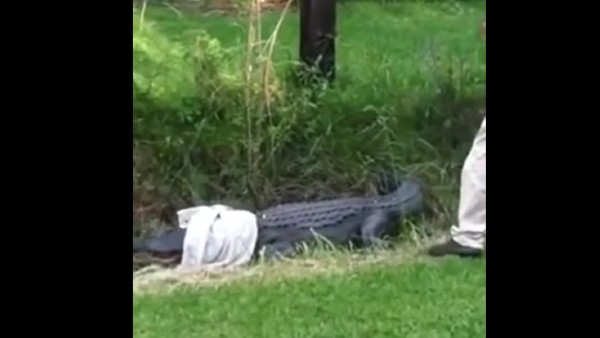 बुजुर्ग ने की पकड़ने की कोशिश