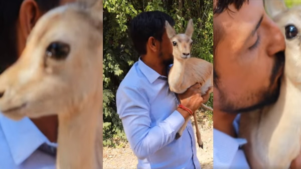 बाड़मेर के गांव लंगेरा में मिला हिरण बाड़मेर के गांव लंगेरा में मिला हिरण