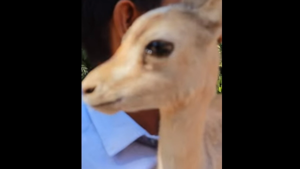 अब तक बचाई 180 हिरणों की जान अब तक बचाई 180 हिरणों की जान