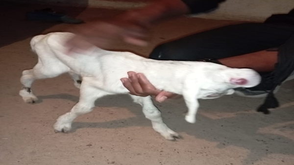 विदिशा जिले सिरोंज में जन्मा मेमना 