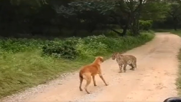 तेंदुआ की एक न चली
