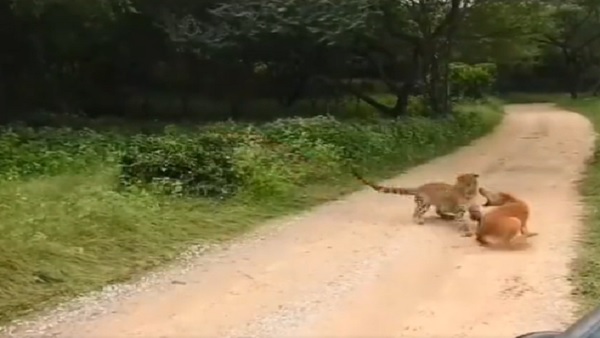 इंटरनेट पर वीडियो वायरल