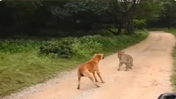 कुत्ते ने तेंदुआ पर भौंकना शुरू किया