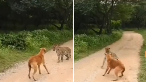 डट कर खड़ा हो गया कुत्ता