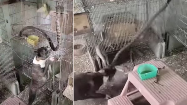 कुत्ते की खूंखार सांप से जंग