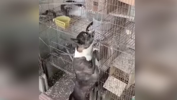 तोते के लिए जान पर खेला कुत्ता