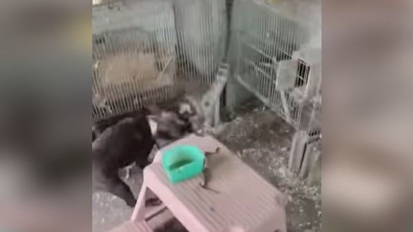 सांप कई बार कुत्ते पर किया हमला, लेकिन