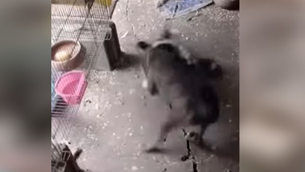 सोशल मीडिया पर वायरल हुआ Video