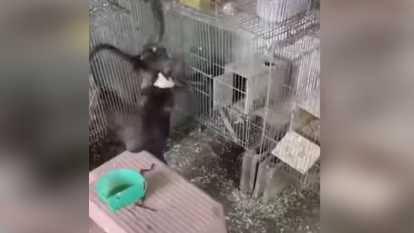 मुंह से दबोचकर सांप को पिंजरे से निकाला
