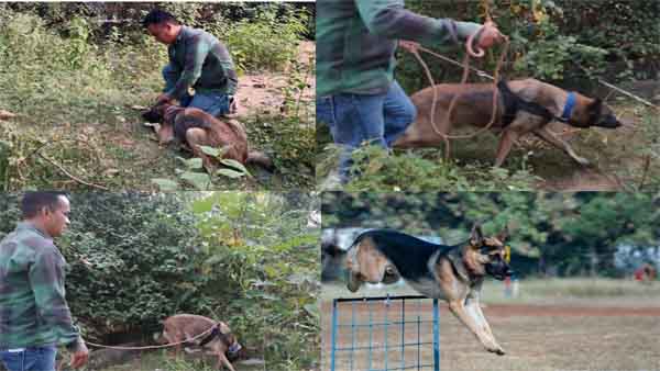 30 से अधिक मामलों में मैगी ने दिलाई सफलता 30 से अधिक मामलों में मैगी ने दिलाई सफलता