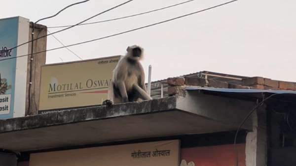 बंदर के आतंक से परेशान रहे वार्डवासी