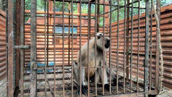वन विभाग ने कड़ी मशक्कत के बाद पकड़ा