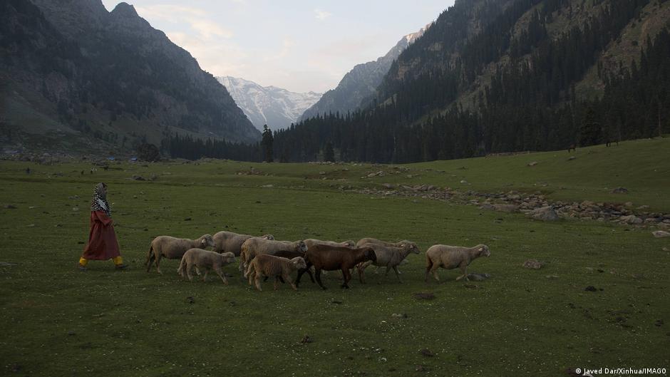 बदलते मौसमों ने चरवाहों और गड़रियों का जीवन भी मुश्किल में डाल दिया है