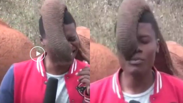 सूढ़ जब नाक पर रखी उसके बाद जानें क्‍या हुआ ?