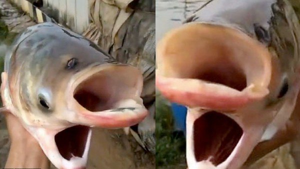 यूक्रेन में दिखी अजीब मछली