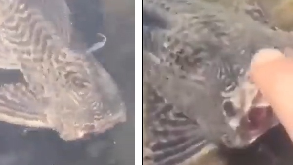 बिना सिर वाली मछली दिखी