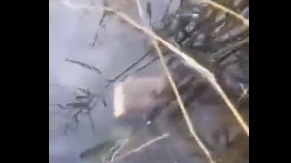 जिंदा थी मछली