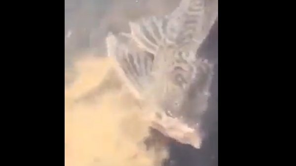 लोगों ने शैतान से की तुलना