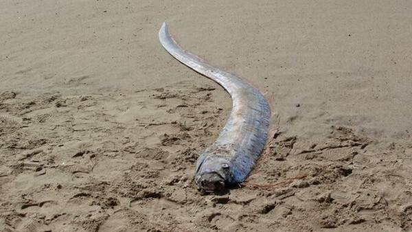 मैक्सिको के तट पर मिली