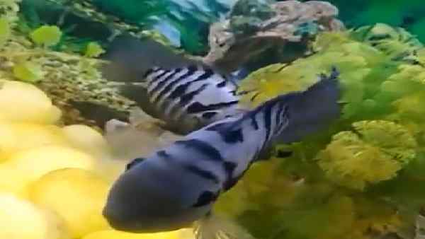 मादा मछलियों की खुद की सेहत पर पड़ता है सकारात्मक असर