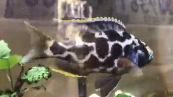 मादाएं ऐसी स्थिति में अक्सर सामान्य खाना नही खातीं