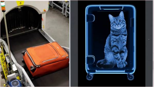 चेकिंग मशीन में सूटकेस से निकली बिल्ली