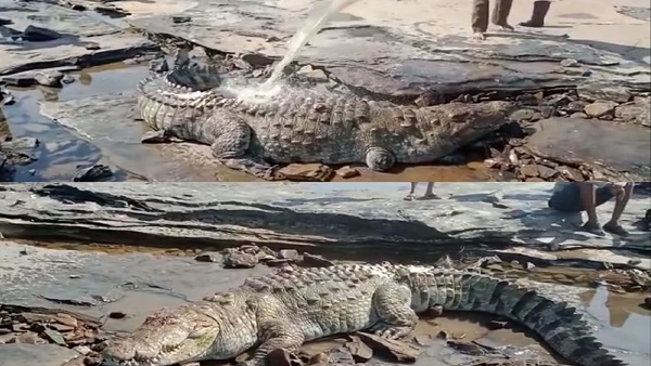 वन विभाग की टीम को सूचना दी थी, लेकिन नहीं आई वन विभाग की टीम को सूचना दी थी, लेकिन नहीं आई