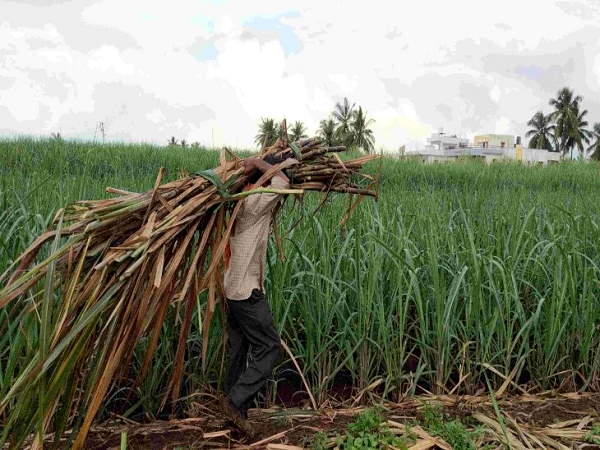 Good news for Punjabi farmers: government increased the price of sugarcane, all sugar mills will also start crushing