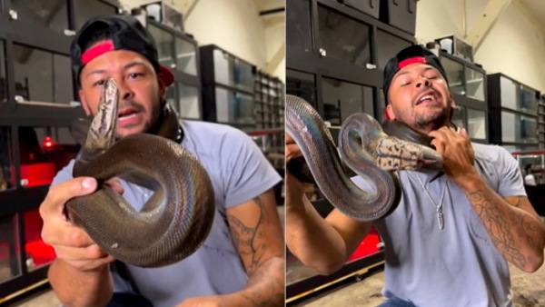 अजगर ने दबोचा गला