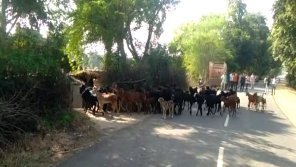 बकरी चोरी के मामले में पुलिस चकरघिन्नी बन गई थी बकरी चोरी के मामले में पुलिस चकरघिन्नी बन गई थी