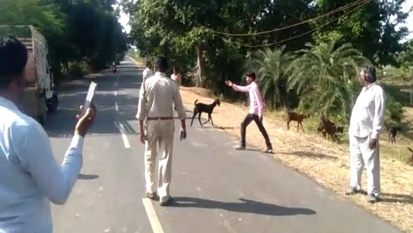 जिले में यह दूसरा मामला जब जानवर ने मालिक की गवाही दी जिले में यह दूसरा मामला जब जानवर ने मालिक की गवाही दी