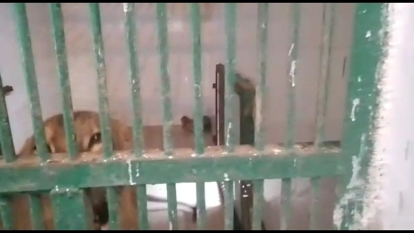 शेरनी 'परी' ने दिया है 3 शावकों को जन्म