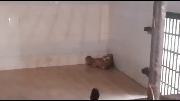 शेर 'जय' और शेरनी 'परी' दूसरी बार बने माता-पिता