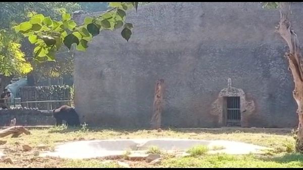 एक महीने बाद शावकों को देख सकेगी पब्लिक 