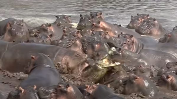 मगरमच्छ पर हिप्पो की टीम का हमला मगरमच्छ पर हिप्पो की टीम का हमला