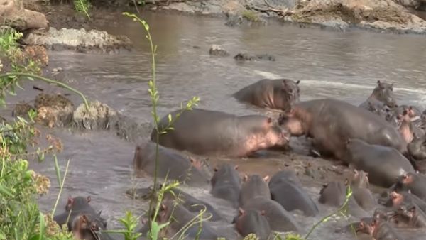 वीडियो बनाने वाले ने कही ये बात वीडियो बनाने वाले ने कही ये बात