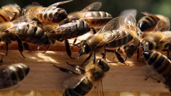 तमाशबीन बने रहे लोग