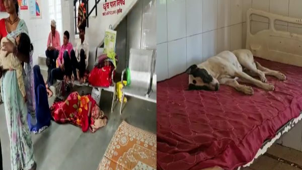 इमरजेंसी वार्ड में बेड पर कुत्ते आराम फरमाते हैं