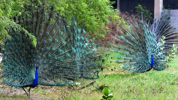 कई घंटों बाद पहुंचा वन विभाग का अमला कई घंटों बाद पहुंचा वन विभाग का अमला