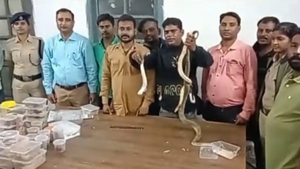 सैंड बोआस सांप काफी जहरीला