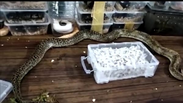 नागालैंड से लेकर आई थी बैग