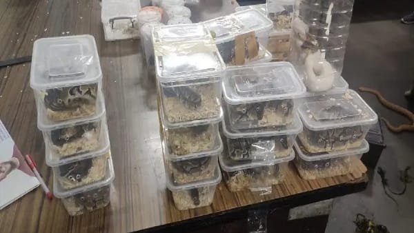 स्नेक कैचर छोटू ने जानकारी दी